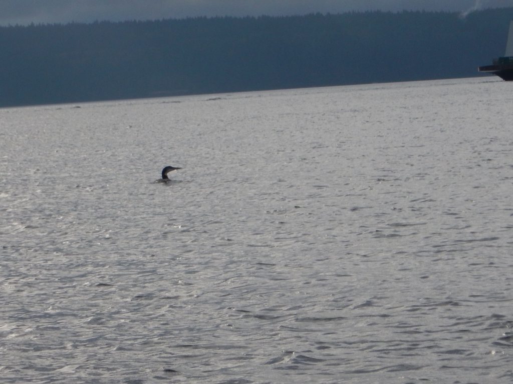 Loon!