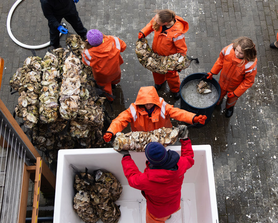 Copy Of Teamlongboatspring26 Oysters 0004