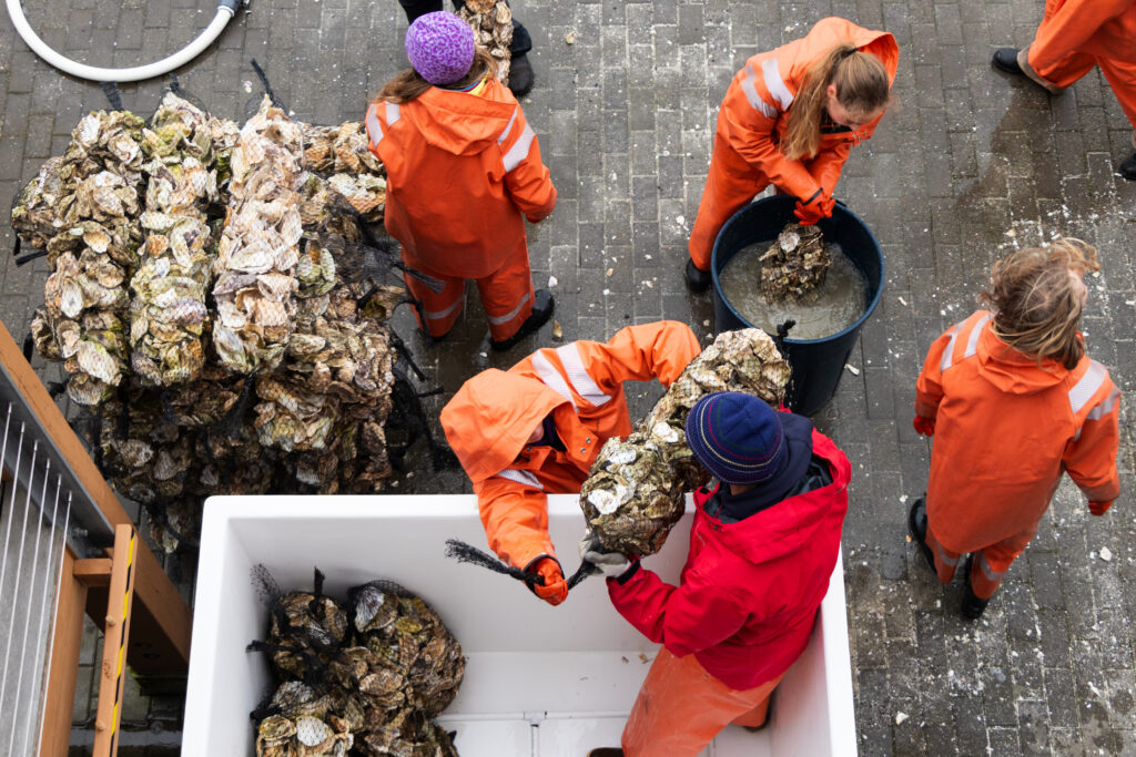 Copy Of Teamlongboatspring26 Oysters 0002