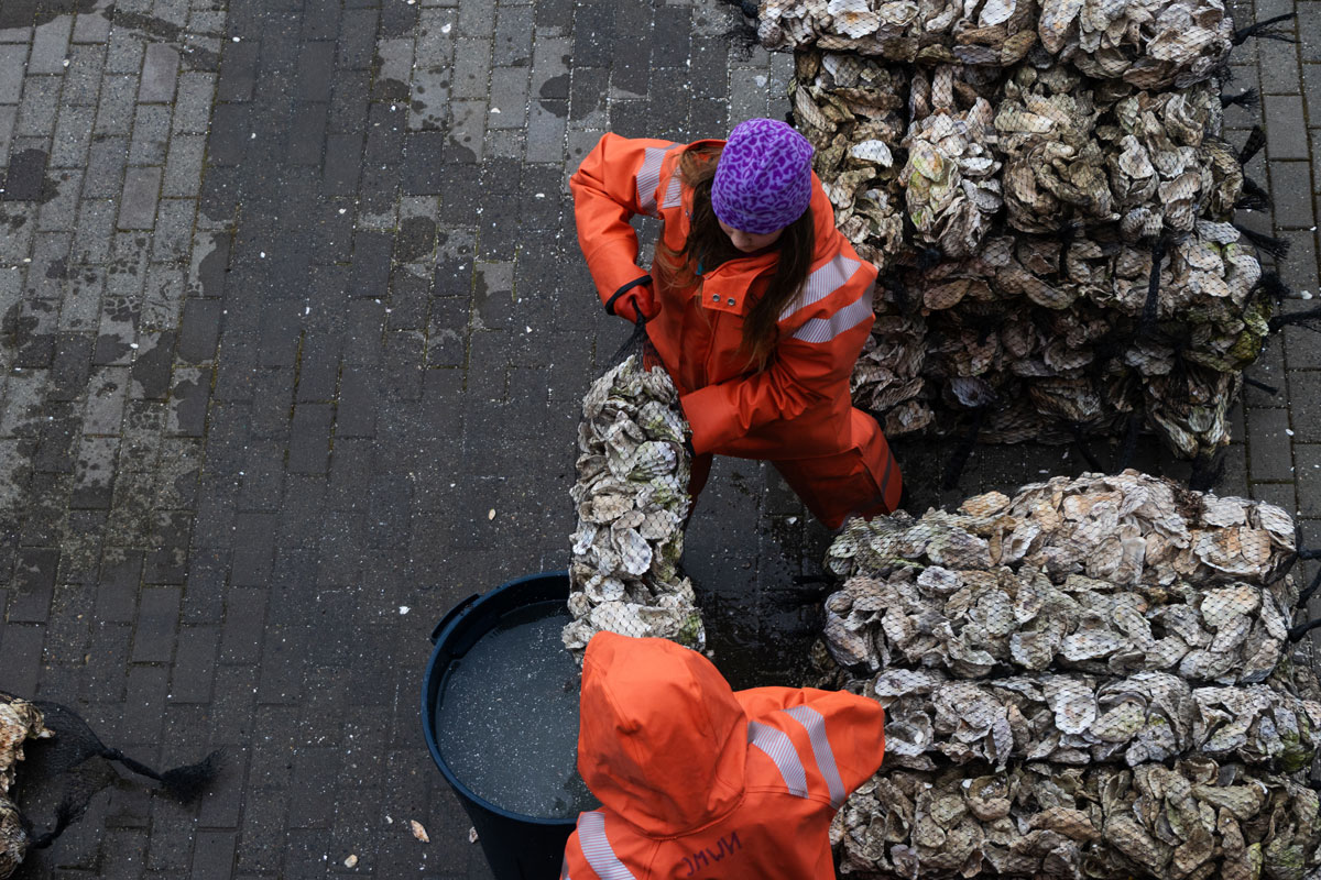 Copy Of Teamlongboatspring26 Oysters 0018