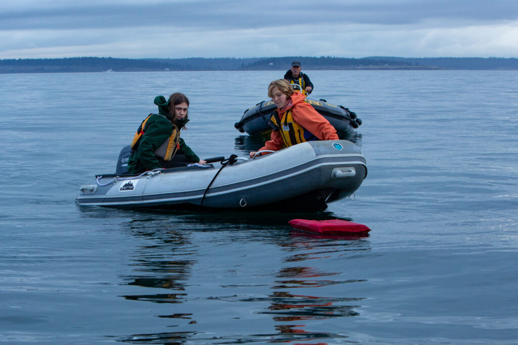 Willow And Xander Cob Drill